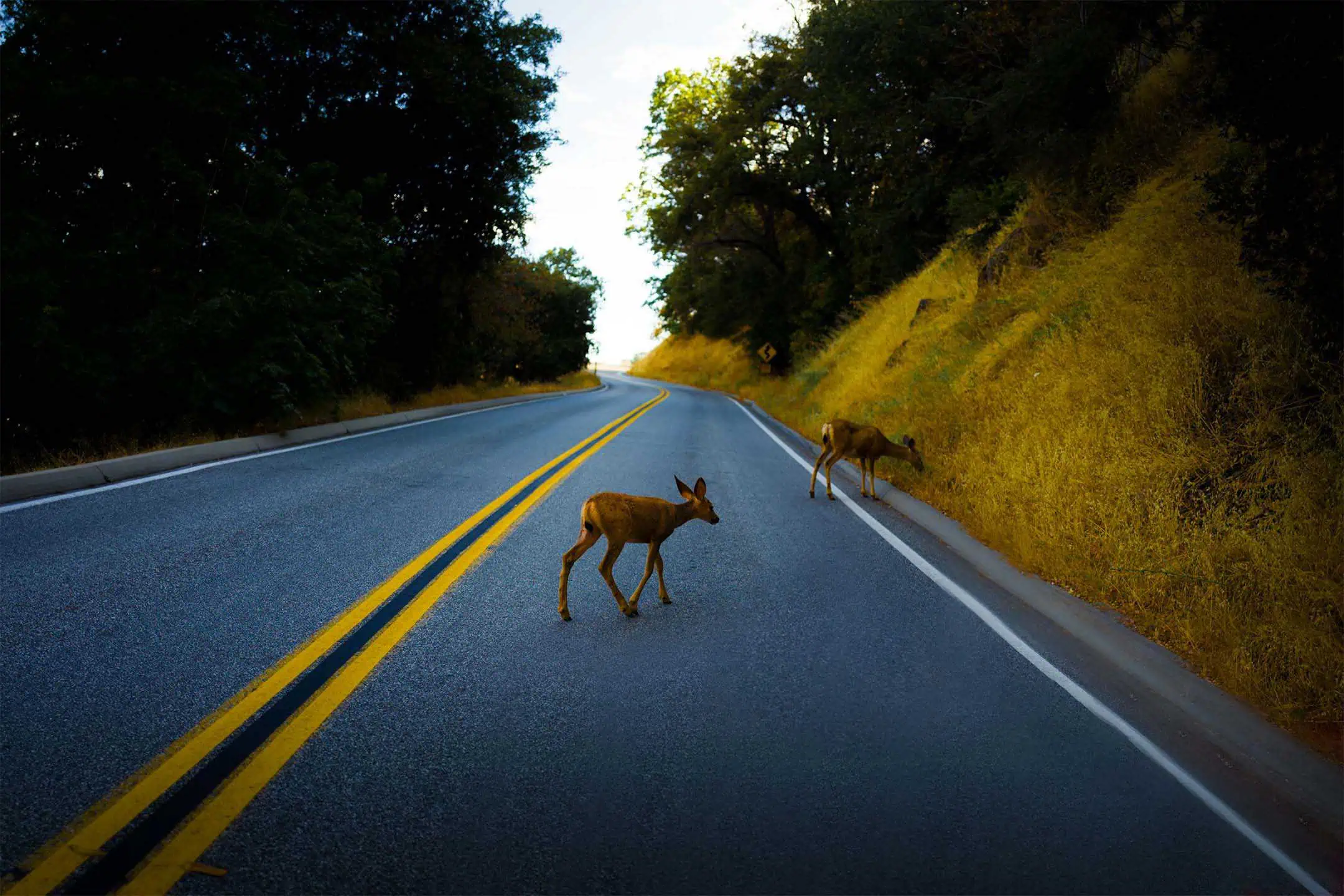 Deer On Road