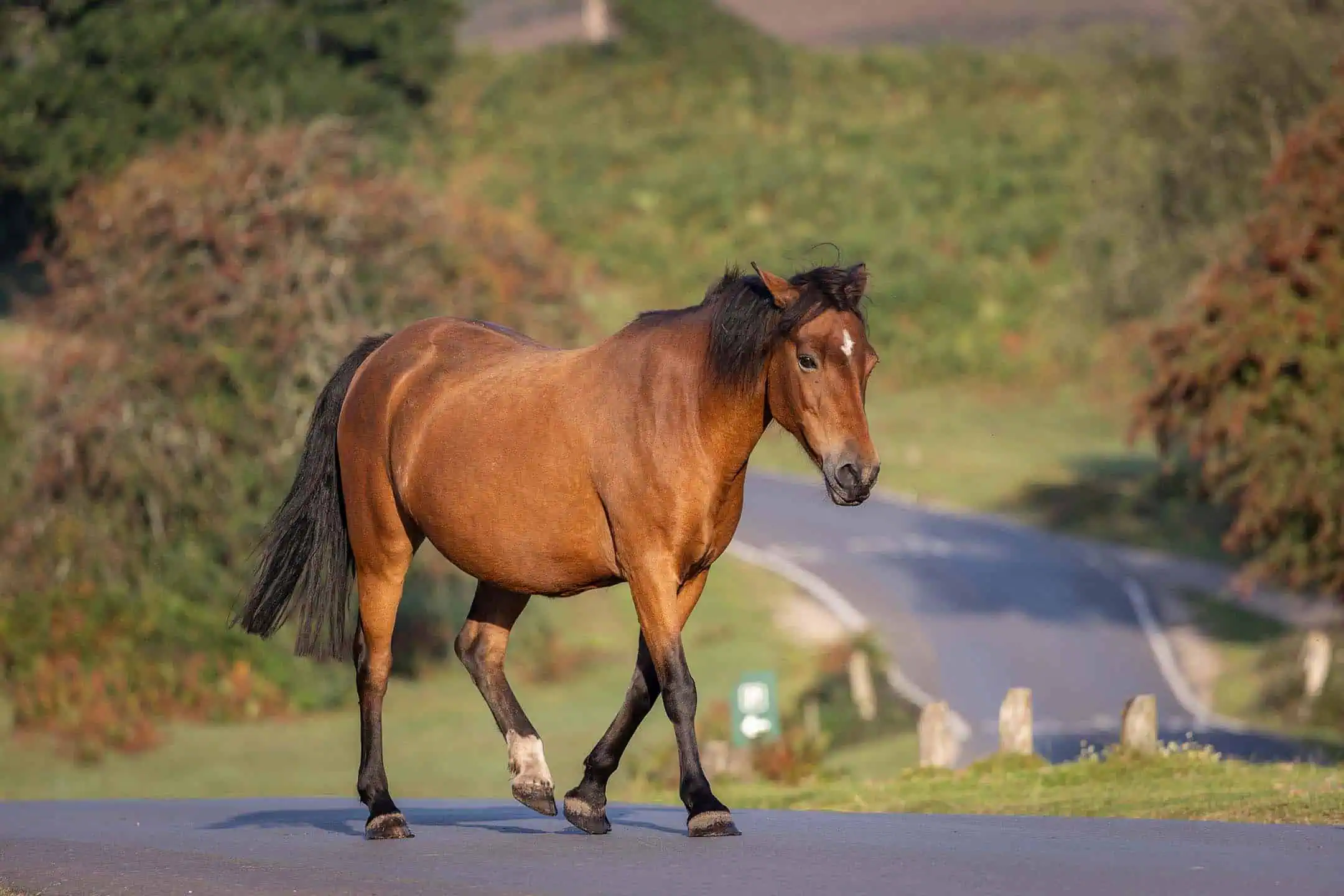 Horse In Road