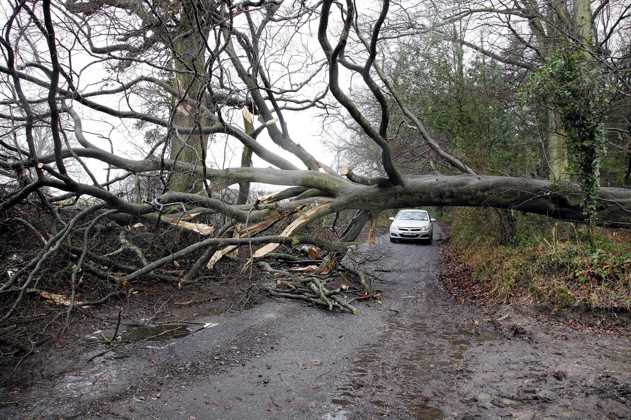 Tree Blocking Road